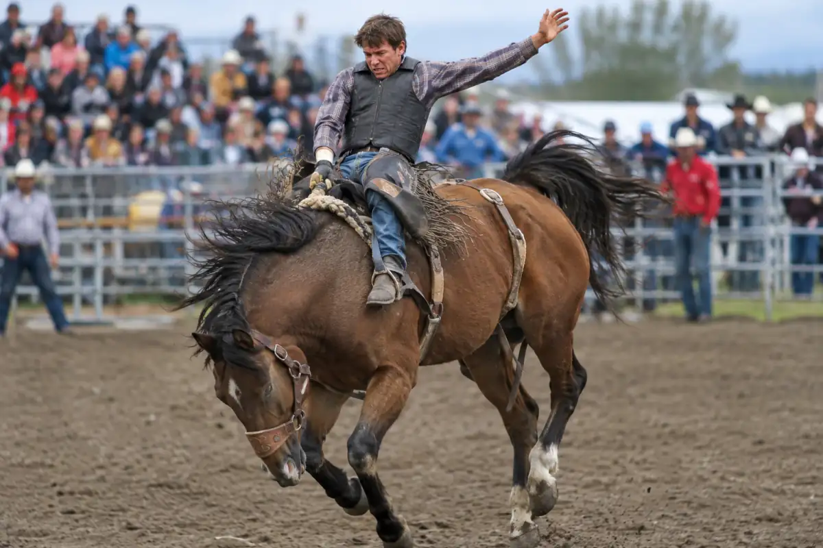 Un cavalier tient la poignée de cuir pendant une épreuve de bareback bronc riding dans une arène de rodéo.