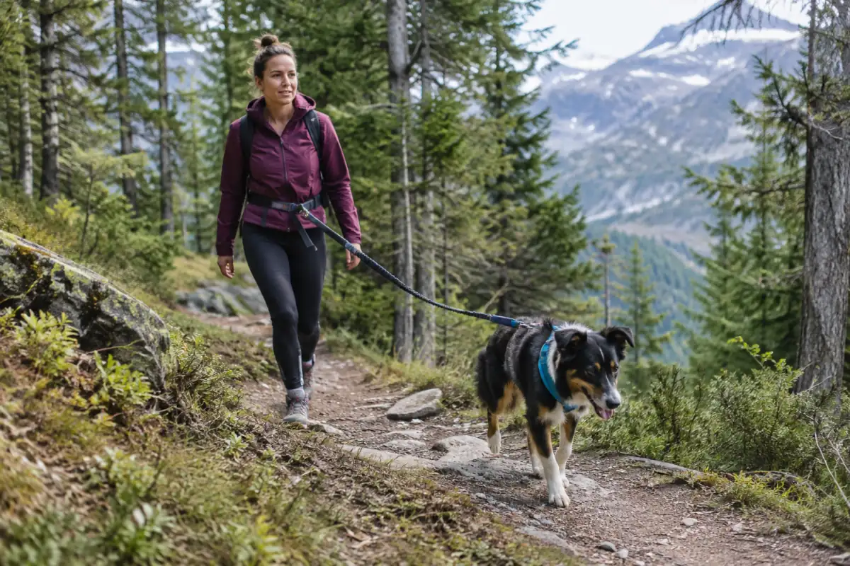 Une personne marche en forêt avec un chien en harnais, relié par une ligne amortie à sa ceinture de cani-rando.