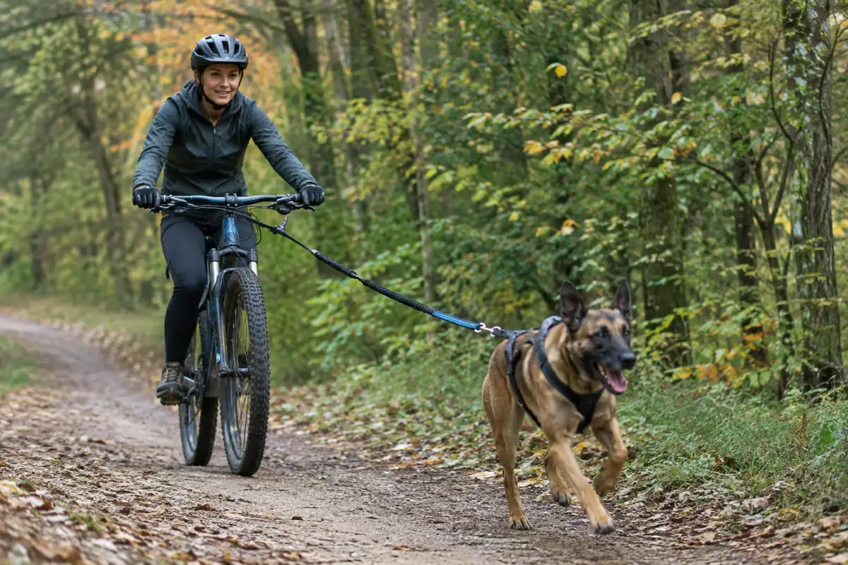 Un chien en harnais tracte un VTT sur un chemin forestier, relié au vélo par une ligne amortie et une antenne.