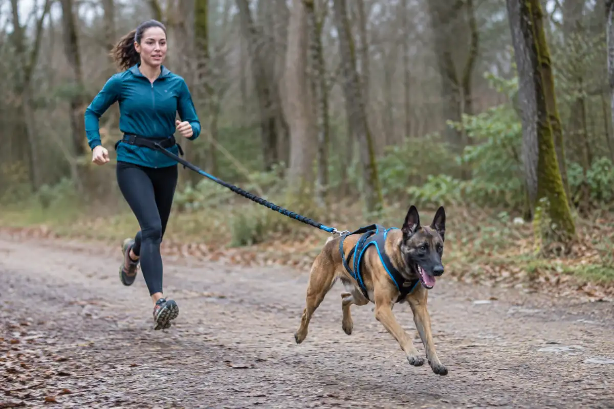 En canicross, un coureur relié par une ligne élastique accompagne un chien en traction sur un sentier forestier.