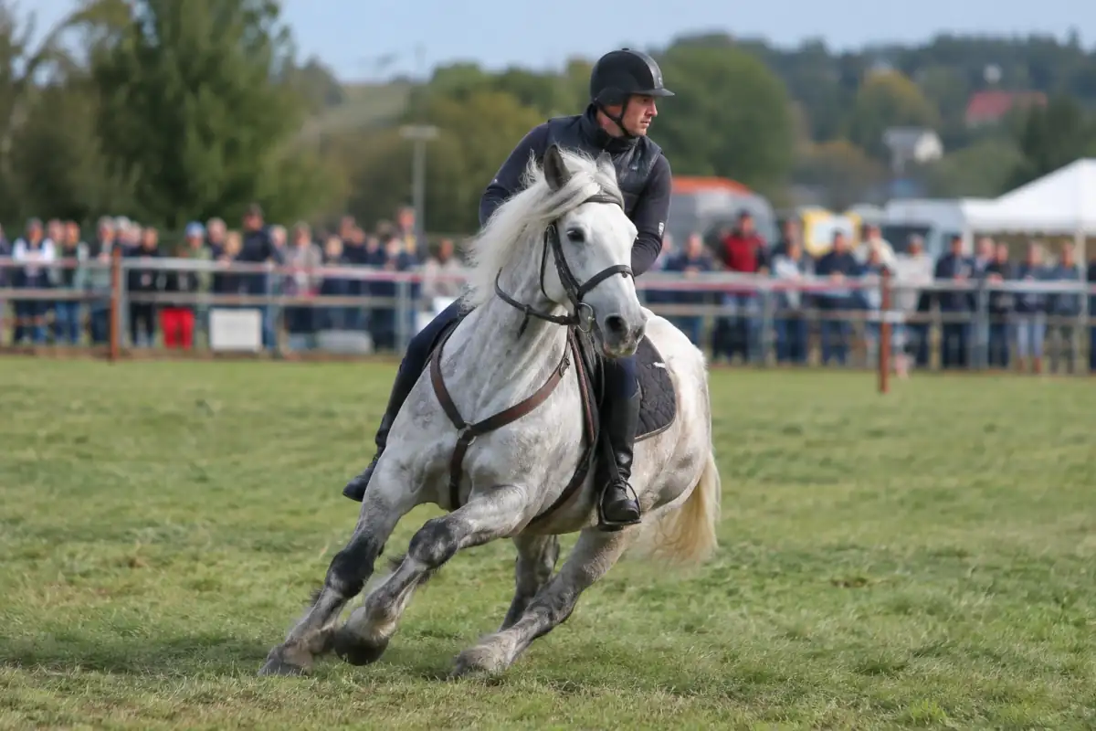 Course de chevaux de trait sur une piste en herbe lors d’une fête équestre, avec un cheval puissant monté par un cavalier casqué.