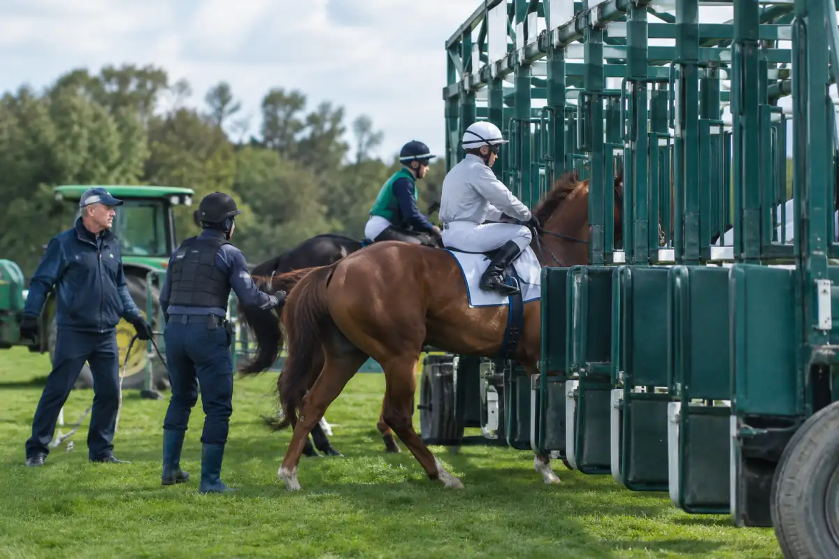 Chevaux guidés vers les stalles de départ d’une course de galop, sous la surveillance du starter et de son équipe.