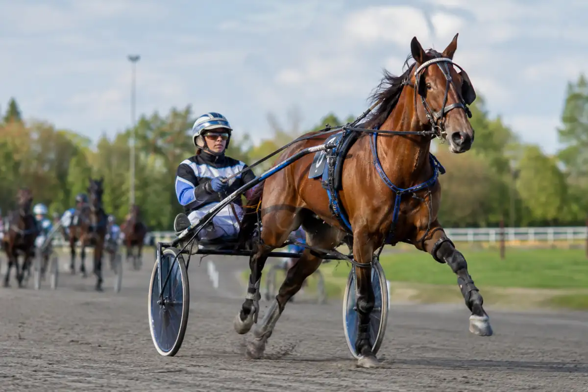 Course de pacing sur une piste ovale : un driver en casque conduit un cheval ambleur attelé à un sulky.