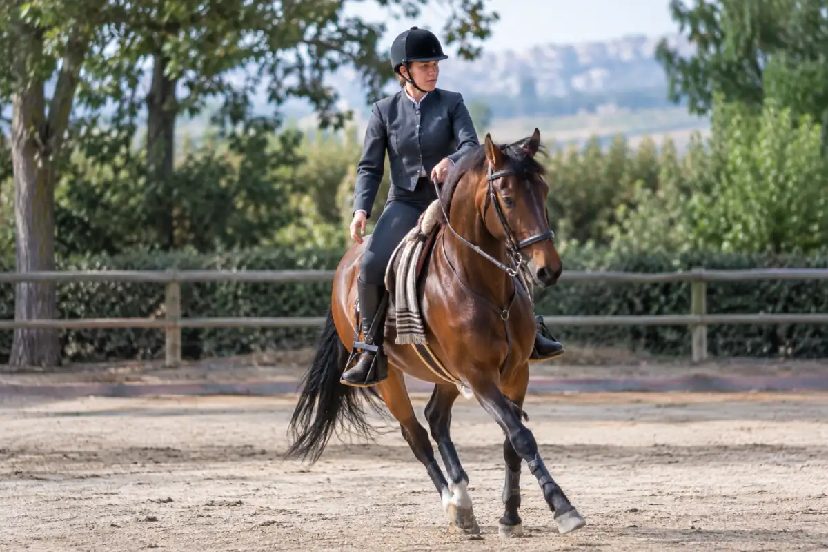 Un cavalier exécute une figure de doma vaquera dans une carrière, en tenue espagnole et sur un cheval équipé d’une selle vaquera.