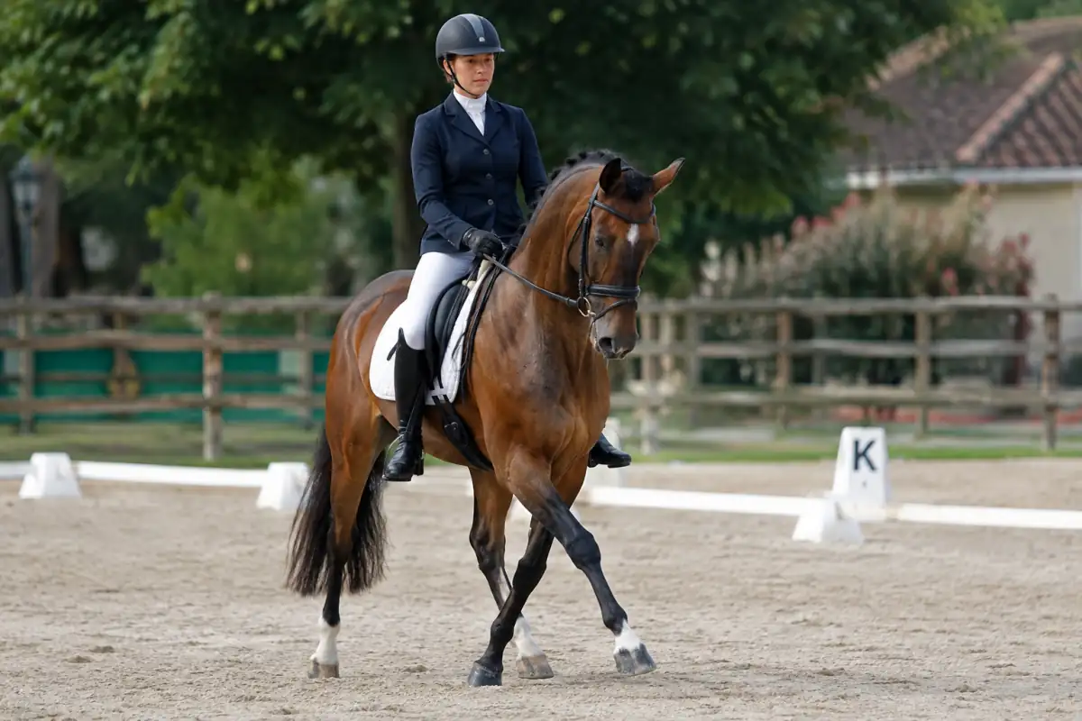 Une cavalière exécute une épaule en dedans au trot avec un cheval dans une carrière de dressage.