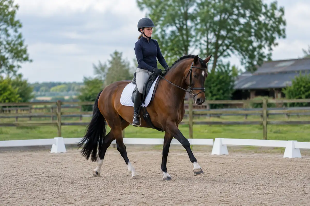 Cavalier travaillant au trot sur un grand cercle dans une carrière, avec une posture équilibrée et un cheval au rythme régulier.