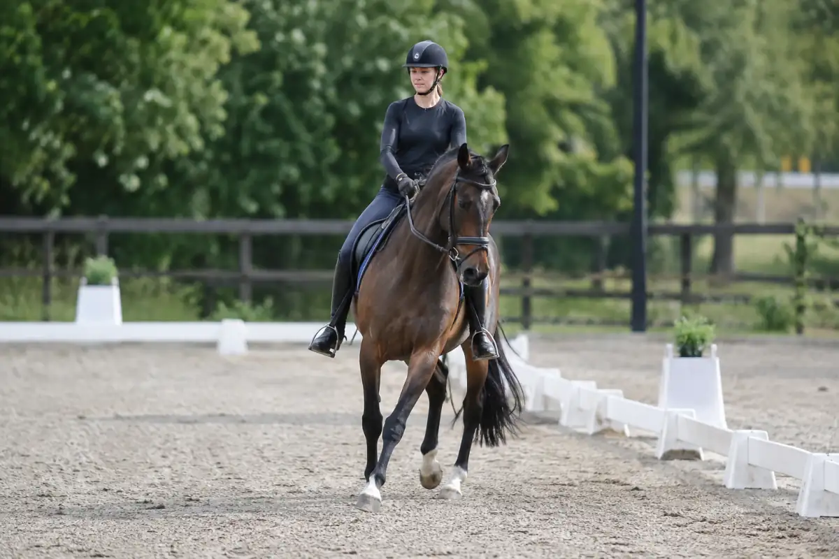Cheval au trot dans une épaule en dedans le long de la piste, avec les épaules vers l’intérieur et les hanches sur la ligne.