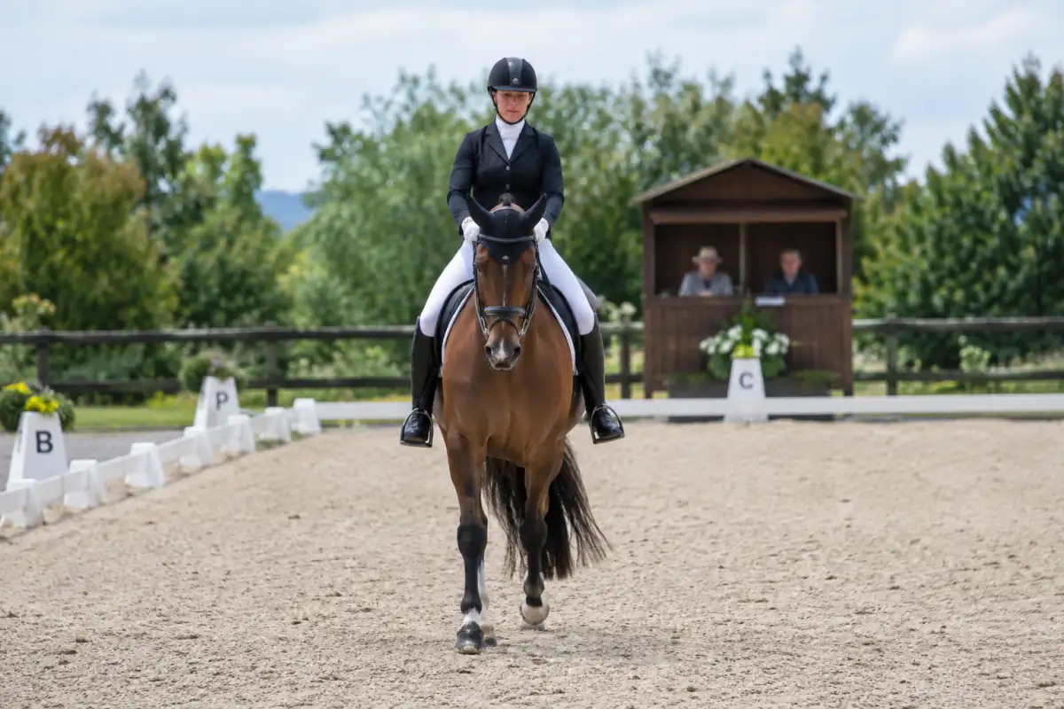 Un couple cavalier-cheval exécute une transition sur la ligne du milieu d’une carrière de dressage balisée.