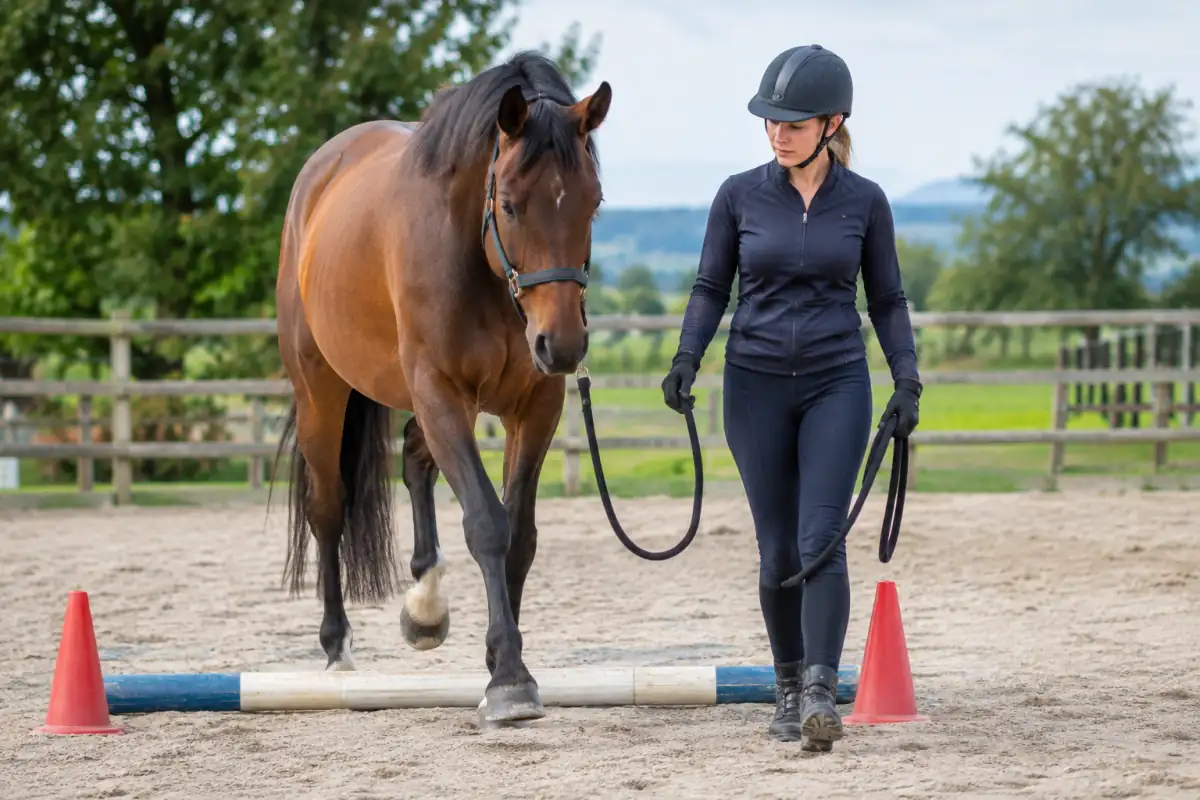 Séance d’equifeel en carrière : une personne guide son cheval au licol pour franchir calmement une barre au sol.