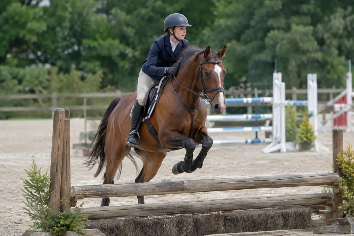 Couple cheval-cavalier franchissant un obstacle naturel lors d’une épreuve de hunter équestre en carrière extérieure.
