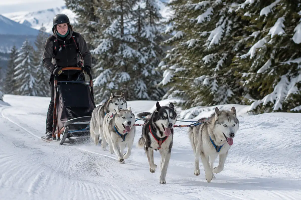 Un musher conduit un attelage de quatre chiens en harnais sur un sentier enneigé lors d’une séance de mushing.