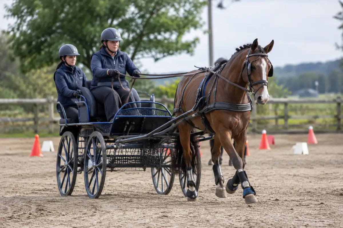 Meneur en para-attelage guidant un cheval avec un groom sur une voiture adaptée, entre des cônes dans une carrière.
